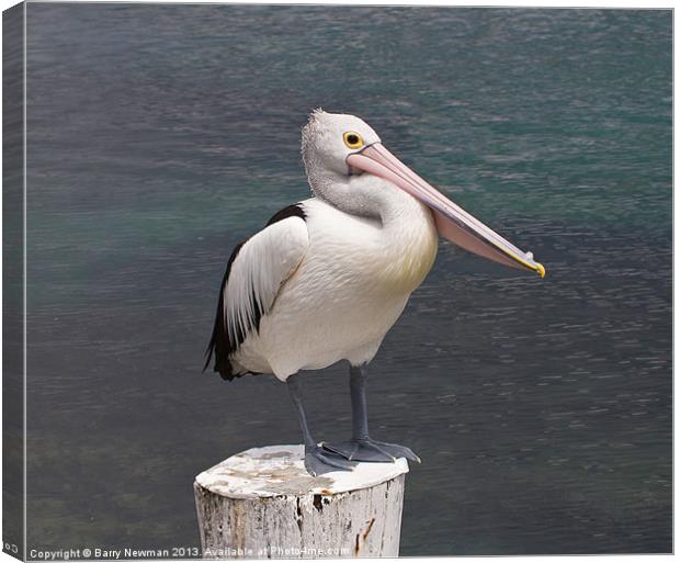 You Pelican Canvas Print by Barry Newman