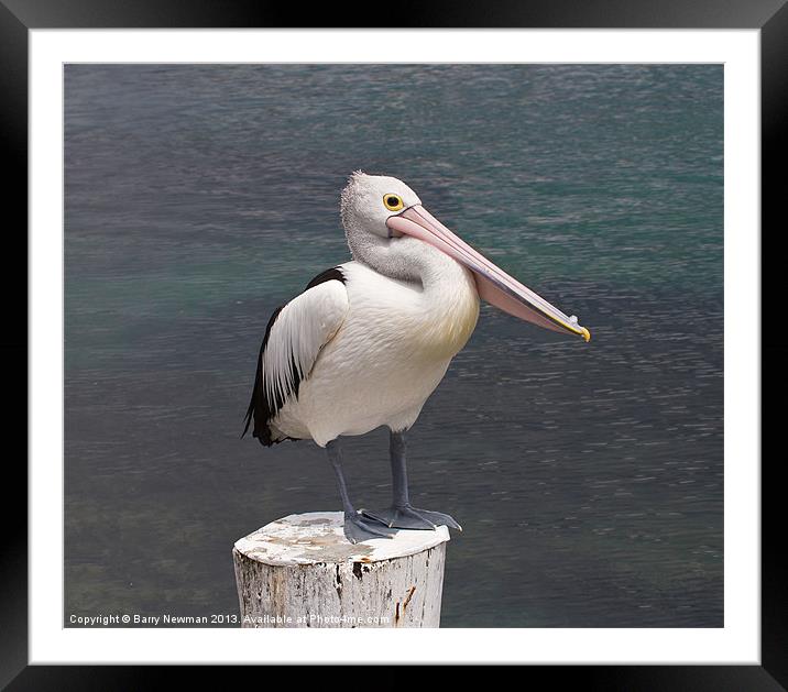 You Pelican Framed Mounted Print by Barry Newman