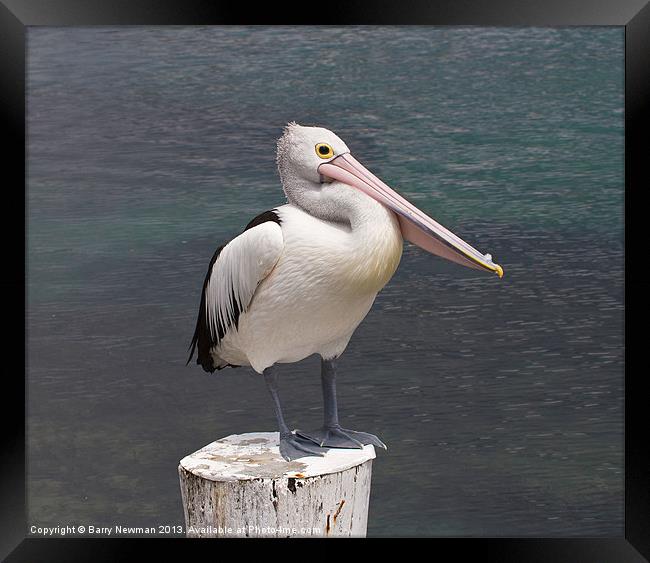 You Pelican Framed Print by Barry Newman