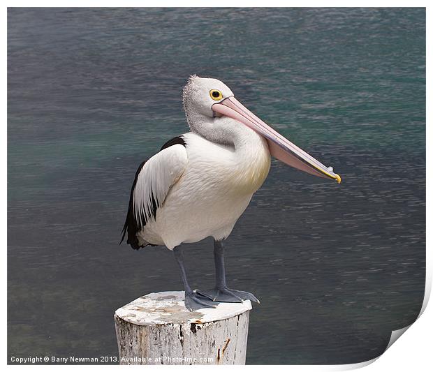 You Pelican Print by Barry Newman