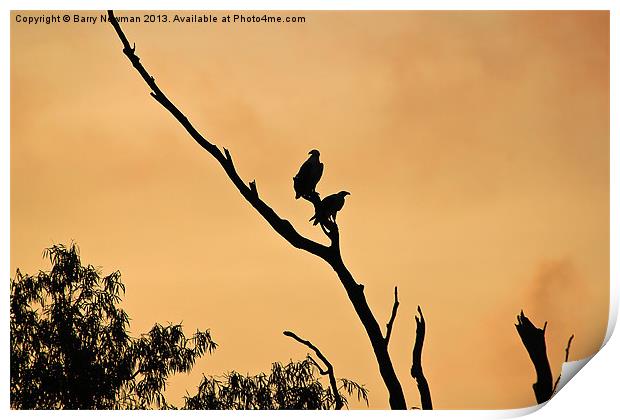 Morning Eagles Print by Barry Newman