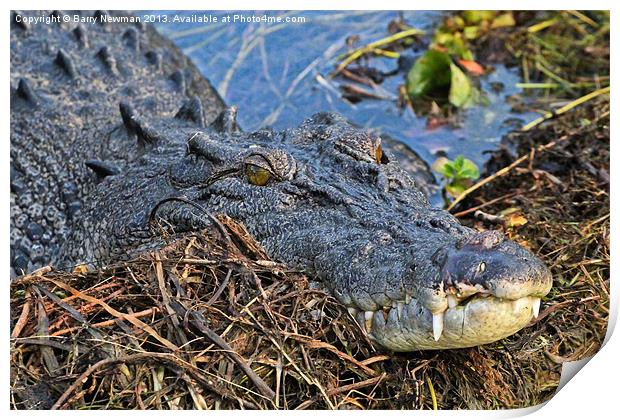 Crocodile Smile Print by Barry Newman