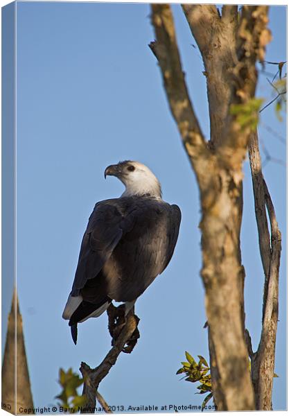 Sea Eagle Canvas Print by Barry Newman