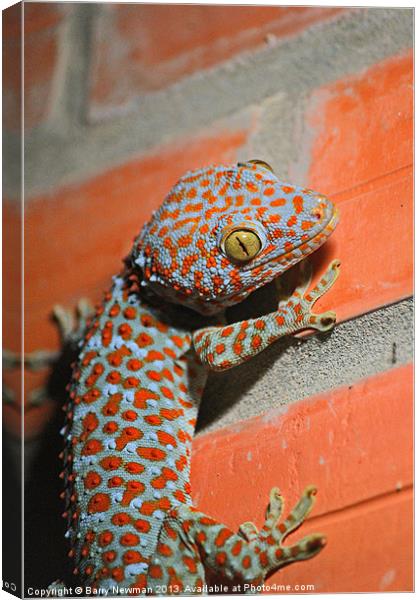 Giant Gecko Canvas Print by Barry Newman