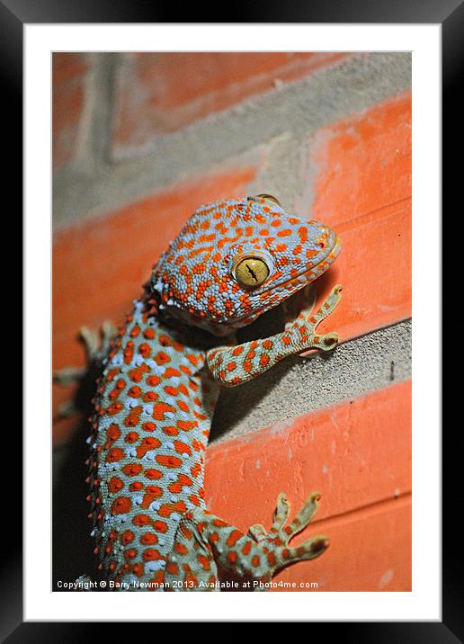 Giant Gecko Framed Mounted Print by Barry Newman