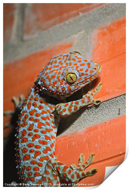 Giant Gecko Print by Barry Newman