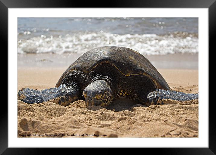 Hawaiian Green Turtle Framed Mounted Print by Barry Newman