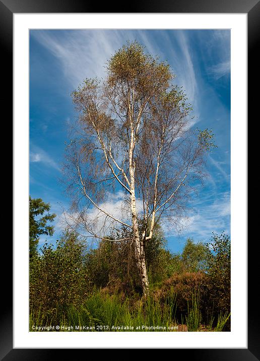 Plant, Tree Silver birch, Betula pendula Framed Mounted Print by Hugh McKean
