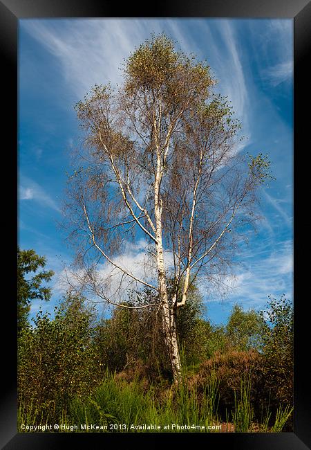 Plant, Tree Silver birch, Betula pendula Framed Print by Hugh McKean