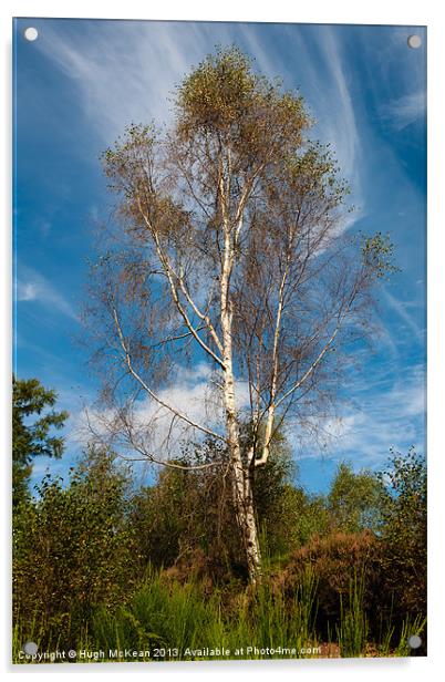 Plant, Tree Silver birch, Betula pendula Acrylic by Hugh McKean