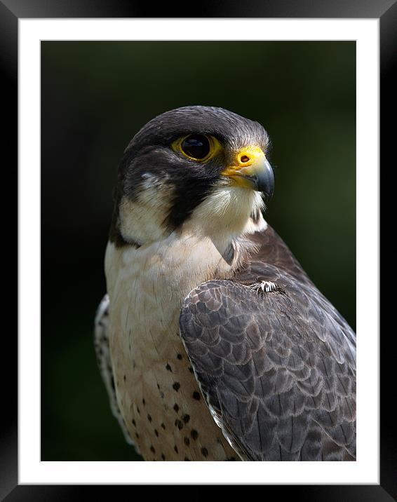 Peregrine Falcon Framed Mounted Print by Sharpimage NET