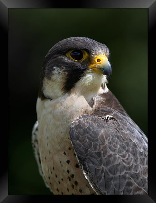 Peregrine Falcon Framed Print by Sharpimage NET