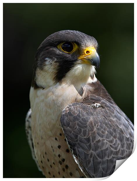 Peregrine Falcon Print by Sharpimage NET