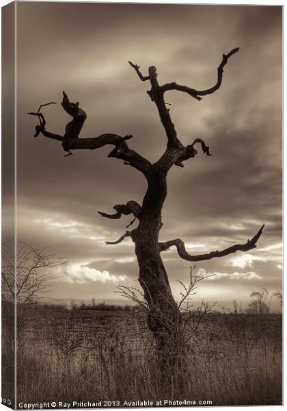 Lone Tree Canvas Print by Ray Pritchard