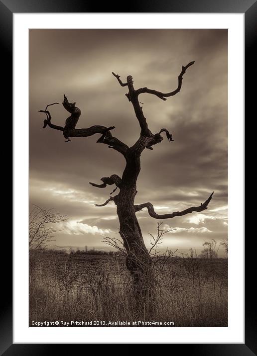Lone Tree Framed Mounted Print by Ray Pritchard