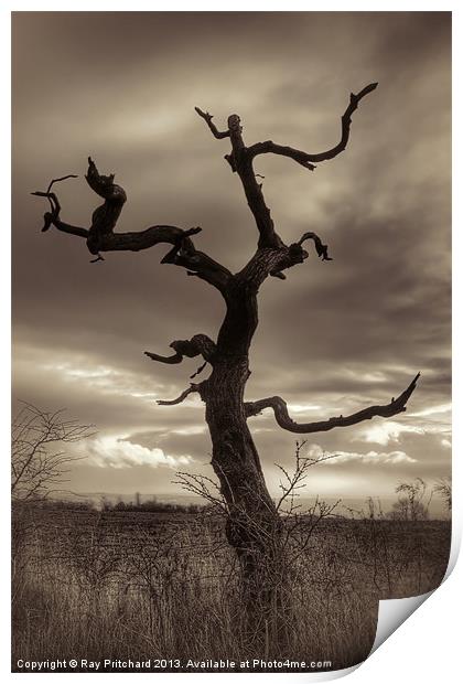 Lone Tree Print by Ray Pritchard
