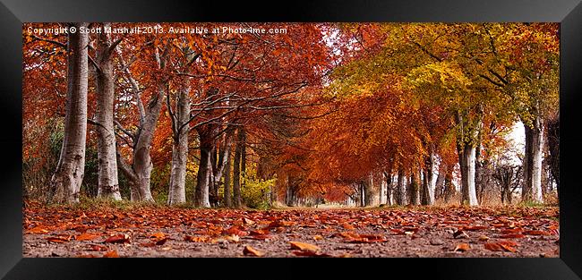 Gordonstoun Autumnal Walk Framed Print by Scott K Marshall