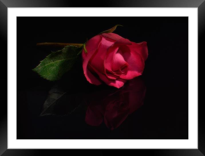 Single Red Rose Framed Mounted Print by nick woodrow