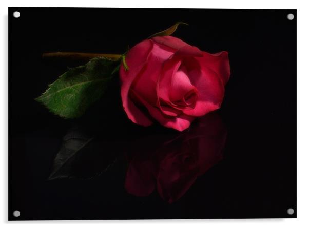 Single Red Rose Acrylic by nick woodrow