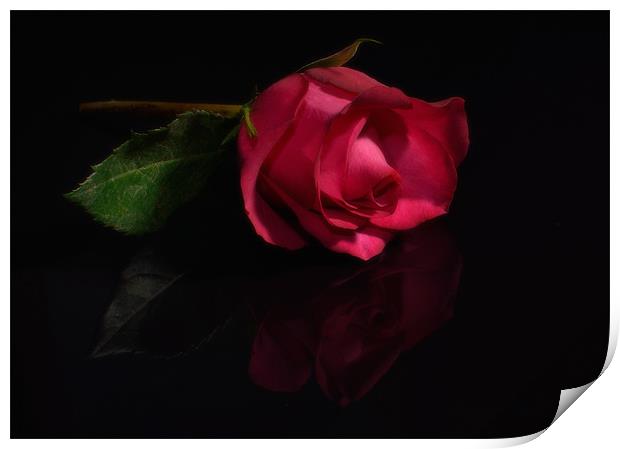 Single Red Rose Print by nick woodrow
