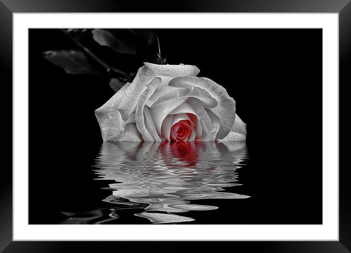 A Rose is a Rose Framed Mounted Print by Doug Long