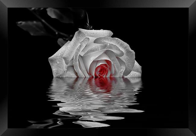 A Rose is a Rose Framed Print by Doug Long