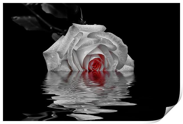 A Rose is a Rose Print by Doug Long