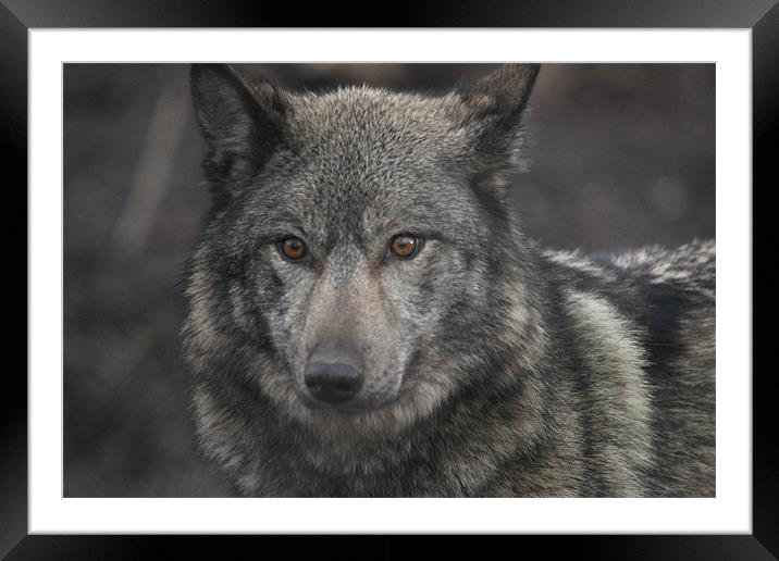 European Wolf Framed Mounted Print by Selena Chambers