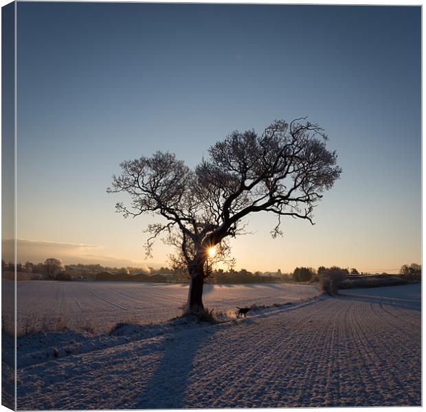 Tree in Winter Canvas Print by Simon Wrigglesworth