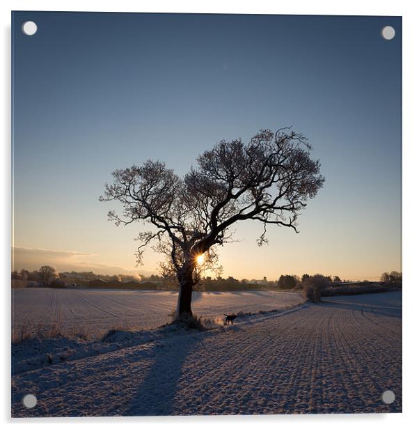 Tree in Winter Acrylic by Simon Wrigglesworth