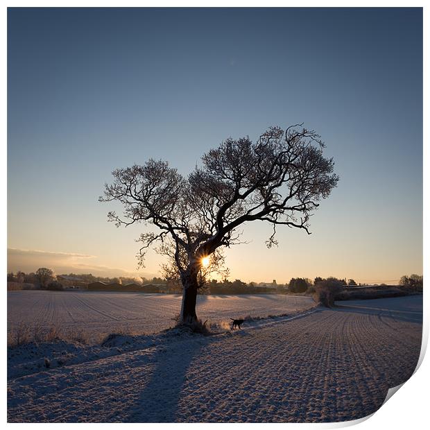Tree in Winter Print by Simon Wrigglesworth