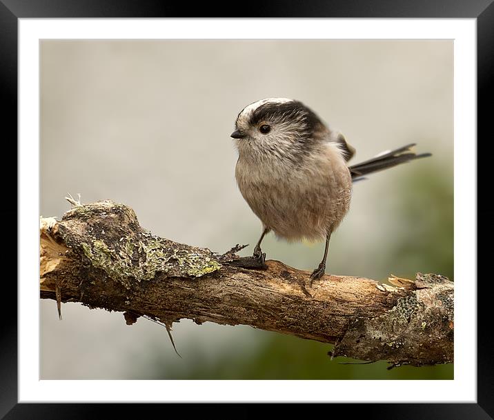 Long Tailed Tit Framed Mounted Print by Jennie Franklin