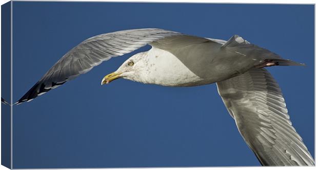 Up close and personal with a Gull Canvas Print by Jennie Franklin