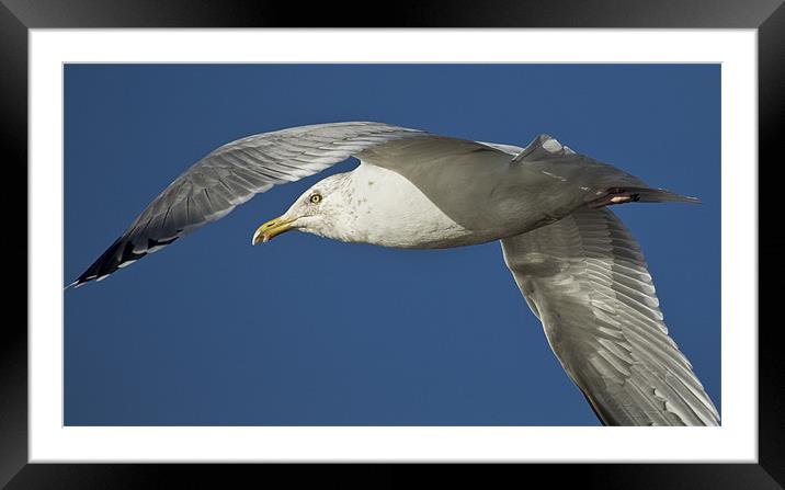 Up close and personal with a Gull Framed Mounted Print by Jennie Franklin