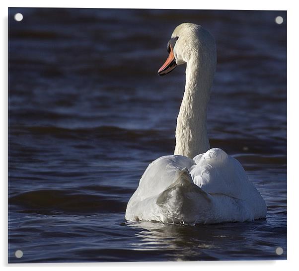 Reflective Swan Acrylic by Jennie Franklin