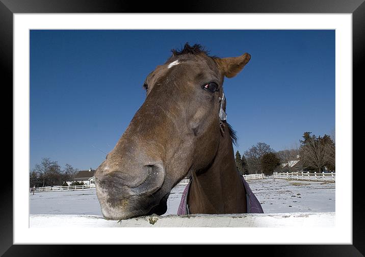 friendly portrait  Framed Mounted Print by Eugenijus Marozas