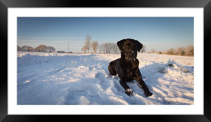 Labrador in Snow Framed Mounted Print by Simon Wrigglesworth