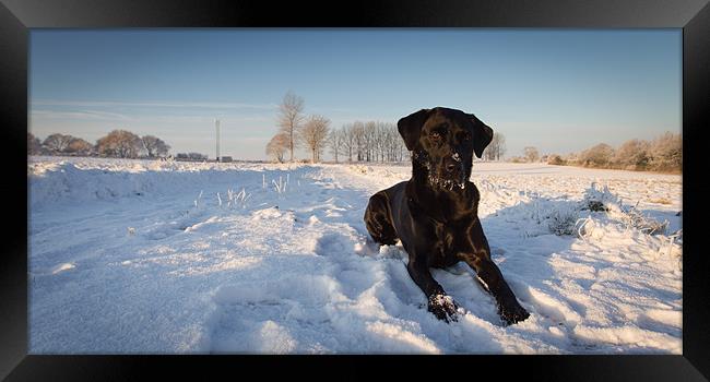 Labrador in Snow Framed Print by Simon Wrigglesworth