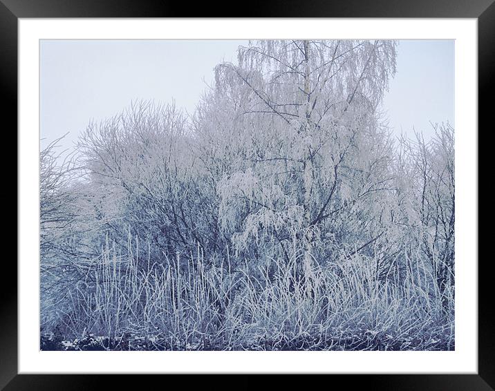 Ice Trees Framed Mounted Print by carin severn