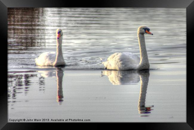 Bonded Swans on the Canal Framed Print by John Wain