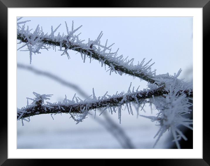 Hors Frost Framed Mounted Print by carin severn