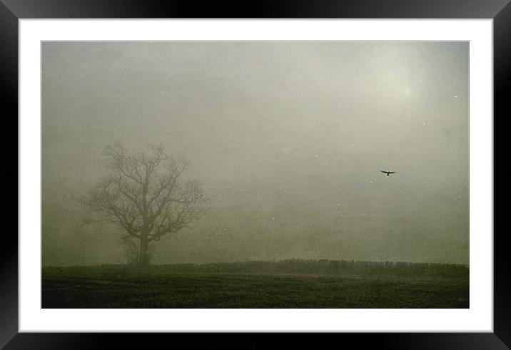Flying solo Framed Mounted Print by Dawn Cox