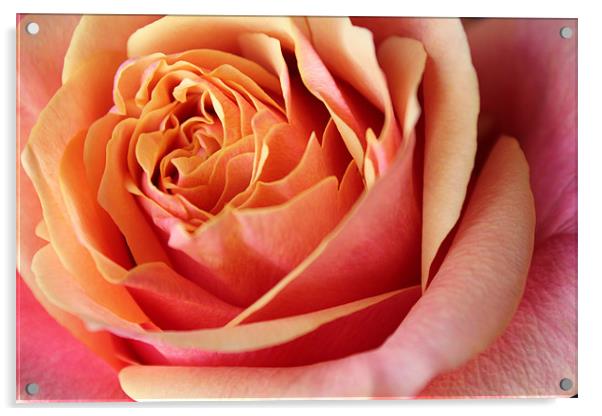 Rose flower Acrylic by Becs Mason