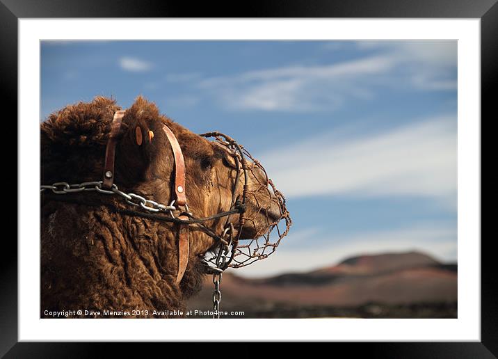 Its A Camels Life Framed Mounted Print by Dave Menzies