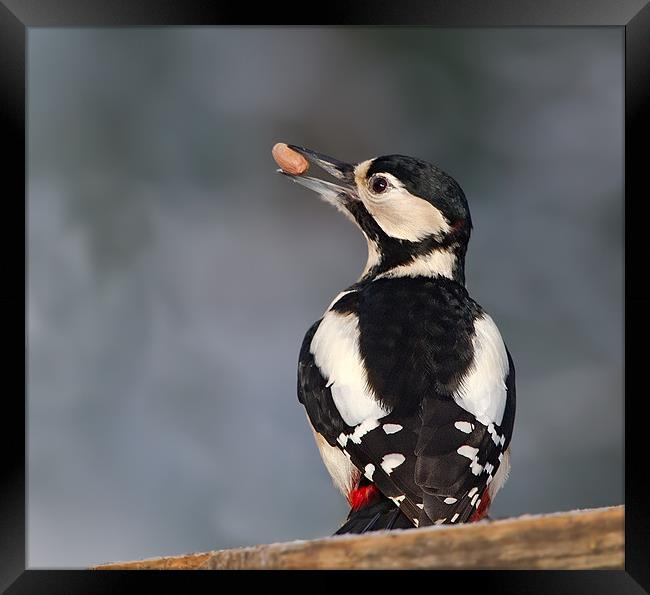 G.S.Woodpecker. Framed Print by Don Davis