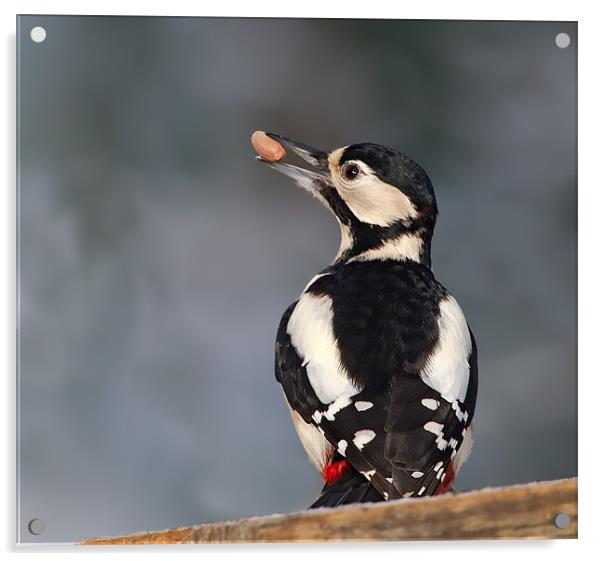 G.S.Woodpecker. Acrylic by Don Davis