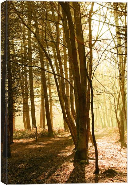 Forest morning  Canvas Print by sam short