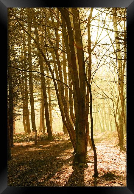 Forest morning  Framed Print by sam short