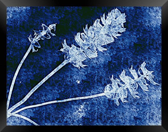 blue nature Framed Print by dale rys (LP)