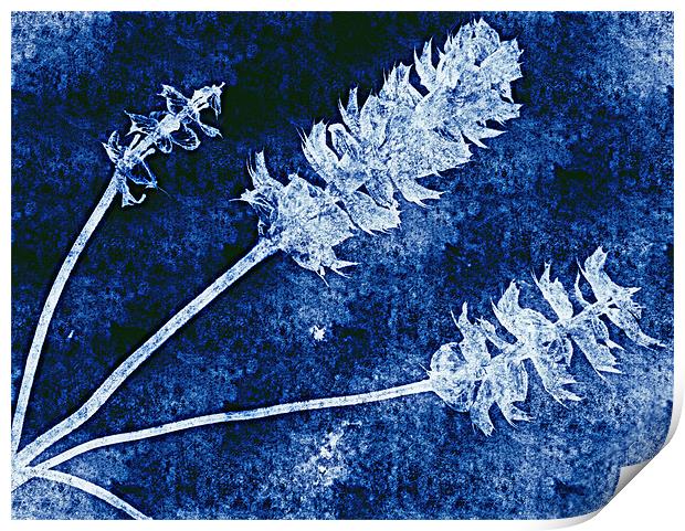 blue nature Print by dale rys (LP)